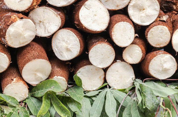 cassava